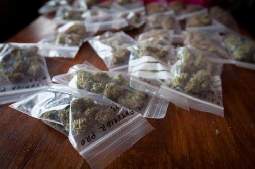 Polda Bongkar Jaringan Narkoba, 84 Saset Ganja Disita dari Remaja Halmahera Tengah