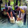 Bongkar Produksi Miras, Polisi Halmahera Tengah Musnahkan Ratusan Liter Cap Tikus