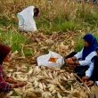 Kabar Baik untuk Petani Morotai, Bulog Buka Peluang Besar Serap Jagung