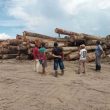 Dugaan Ilegal Logging di Sula Menguat, Kadishut Maluku Utara Pilih Tertutup