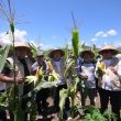 Dikbud Maluku Utara Perkuat Ketahanan Pangan, SMKN 4 Tidore Panen Jagung 2 Ton