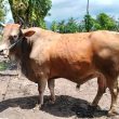 Dinas Pertanian Morotai Siapkan Sapi Kurban Bantuan Presiden RI 800 Kilogram