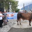 Wali Kota Tauhid Serahkan Sapi Kurban Presiden Prabowo ke Masjid Raya Ternate