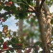 Pria Muda di Gambesi Ternate Ditemukan Meninggal dalam Kondisi Tragis