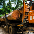 Perusahaan Kayu di Sula Tetap Beroperasi saat Izin Diblokir, Dishut Turunkan Gakkum