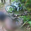 Tragis! Warga Taliabu Tewas Dililit Piton Raksasa