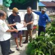 Pemkab Halmahera Tengah Perkuat Perkebunan Lewat Bantuan Bibit Pala Unggul