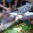 Warga Waisakai Sula Ditemukan Meninggal di Perut Ular