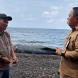 Paus Terdampar di Taduma Ternate, Sekda Rizal Perintahkan Penanganan Cepat